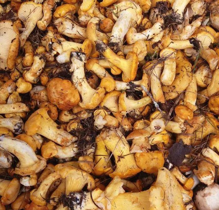 Foto per Autorizzazione per la raccolta dei funghi - Comune di Valle Aurina